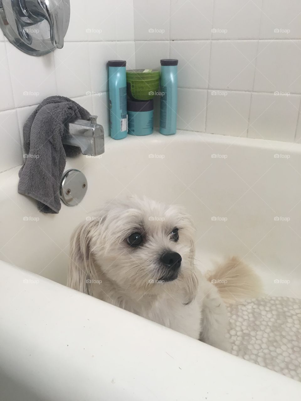 Milo occasionally loves taking a bath but today he most definitely was not looking forward to it. 