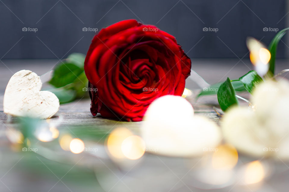 closeup of a red rose