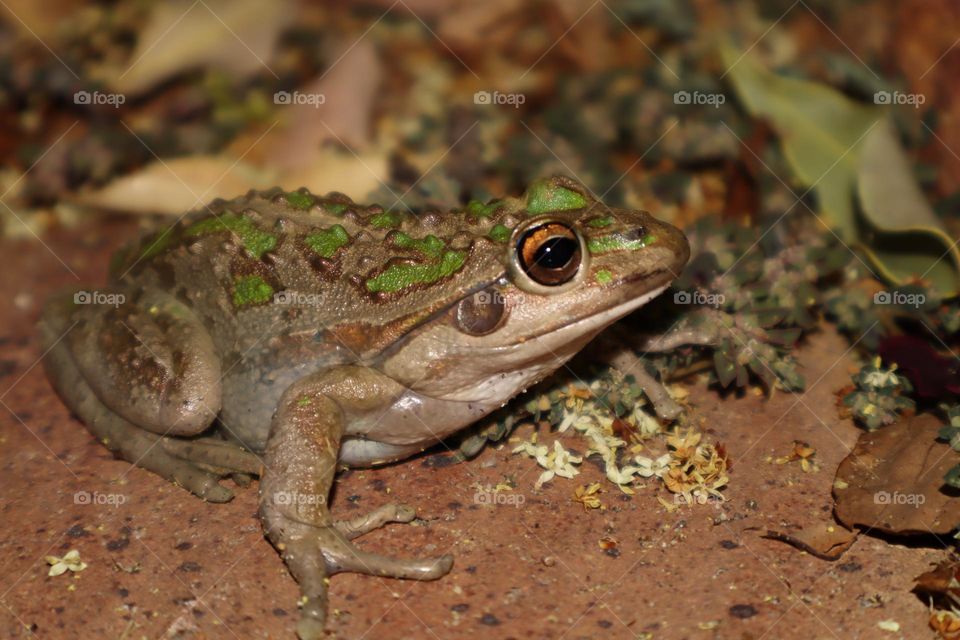 Frog with green patterns 