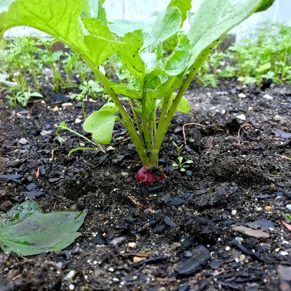 Radish Sprouting