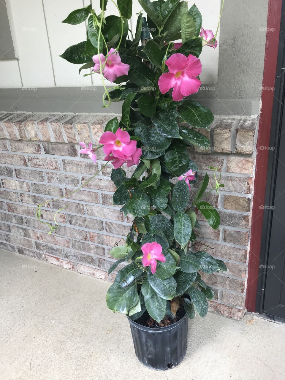 Front Porch Flowering 