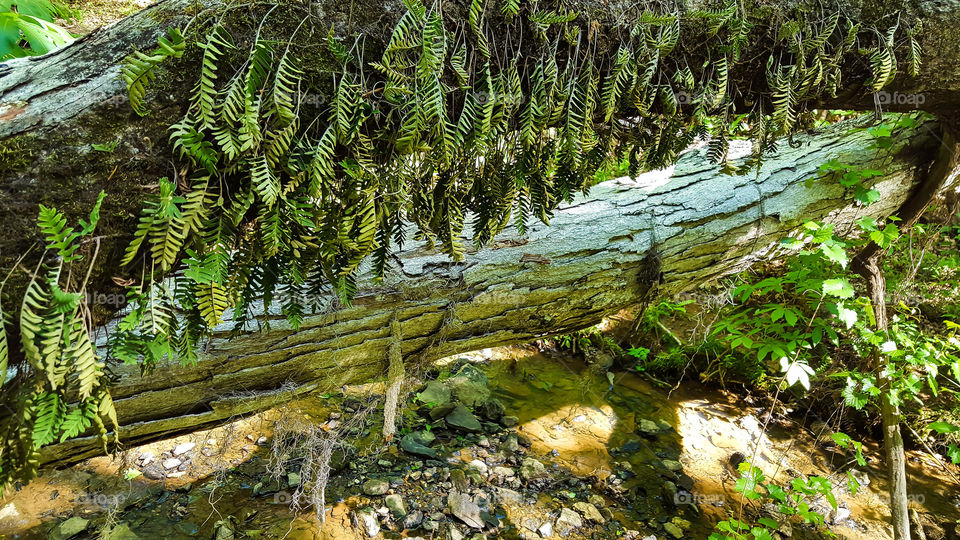 Reserection Fern- Reserection Fern growing on a dead oak over the stream.