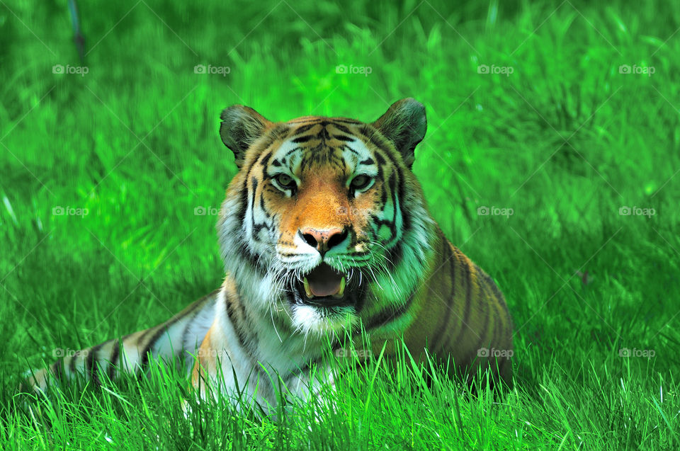 ny tiger zoo stripes by delvec