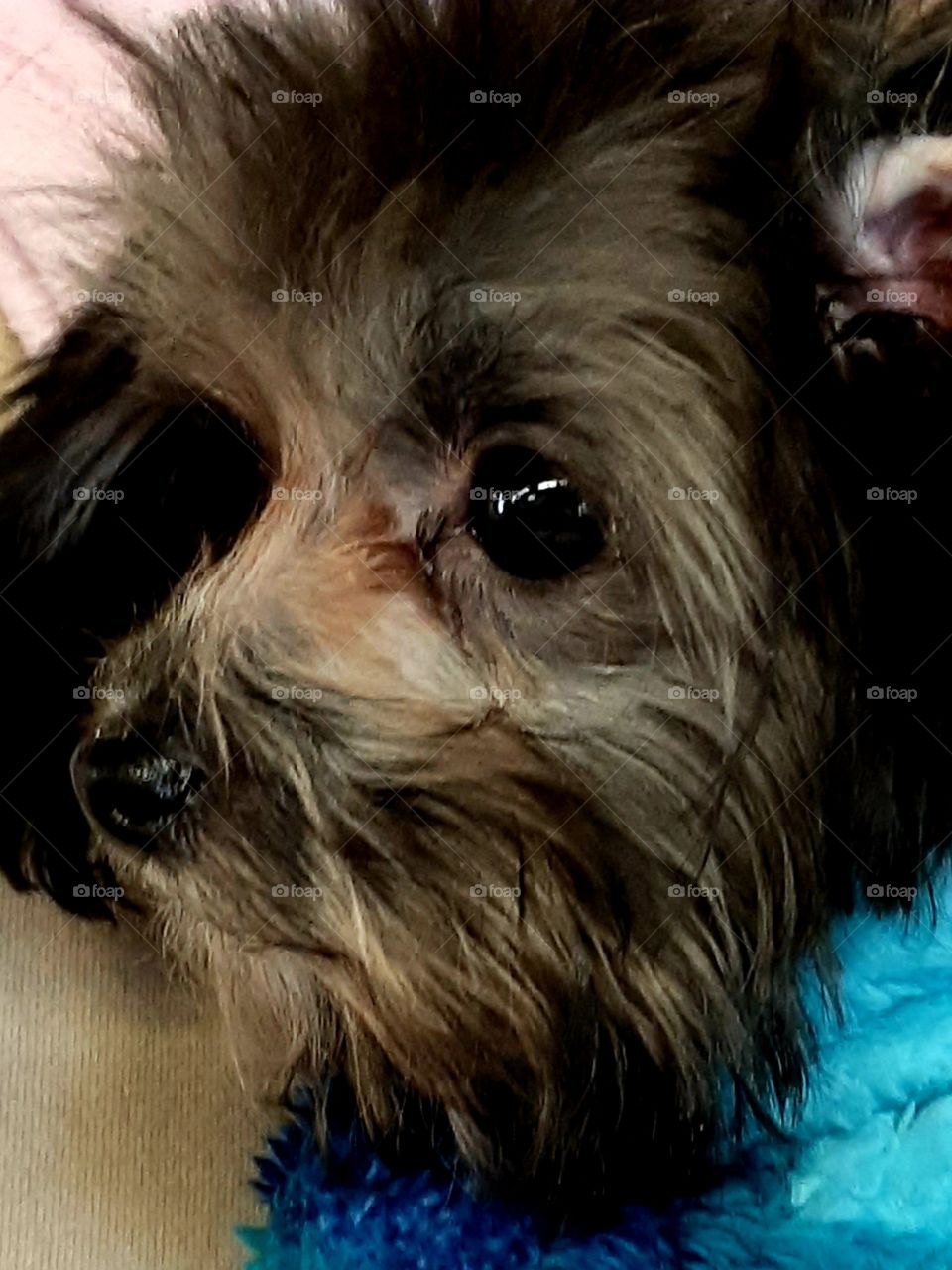 this is Cotton he came through the flea market today to get a new sweater😁