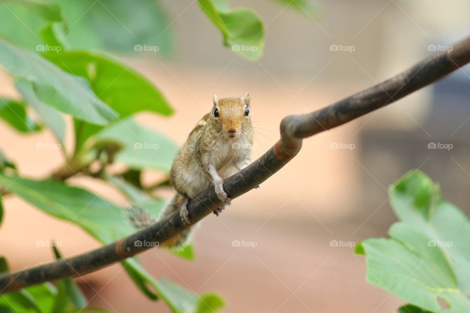 Squirrel on wire