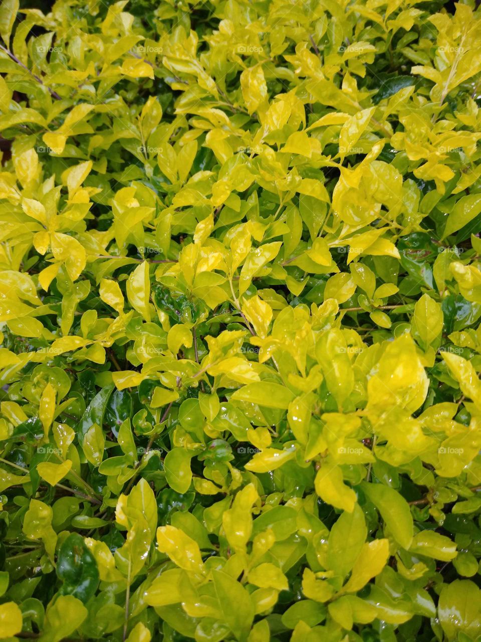 yellowish green leaves