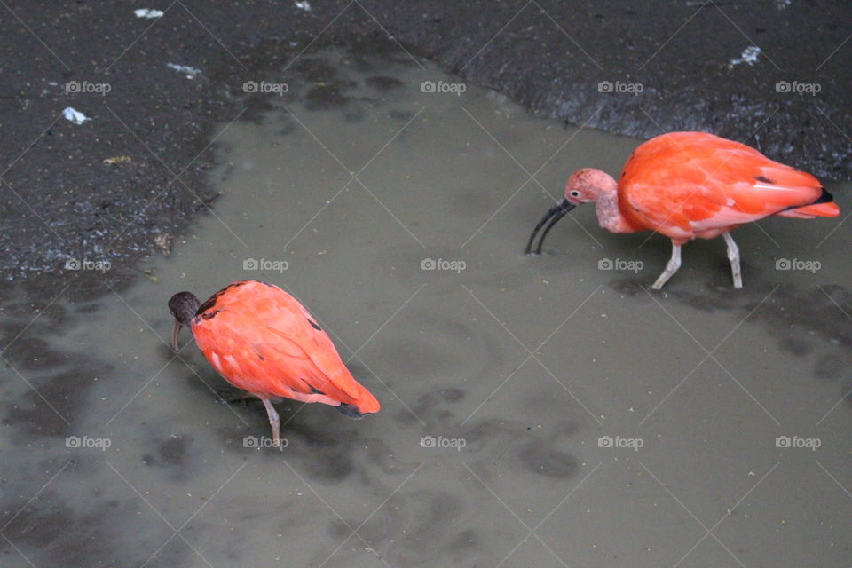 Scarlet Ibis