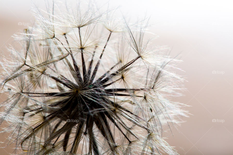 Shades of white - macro image of dandelion seeds