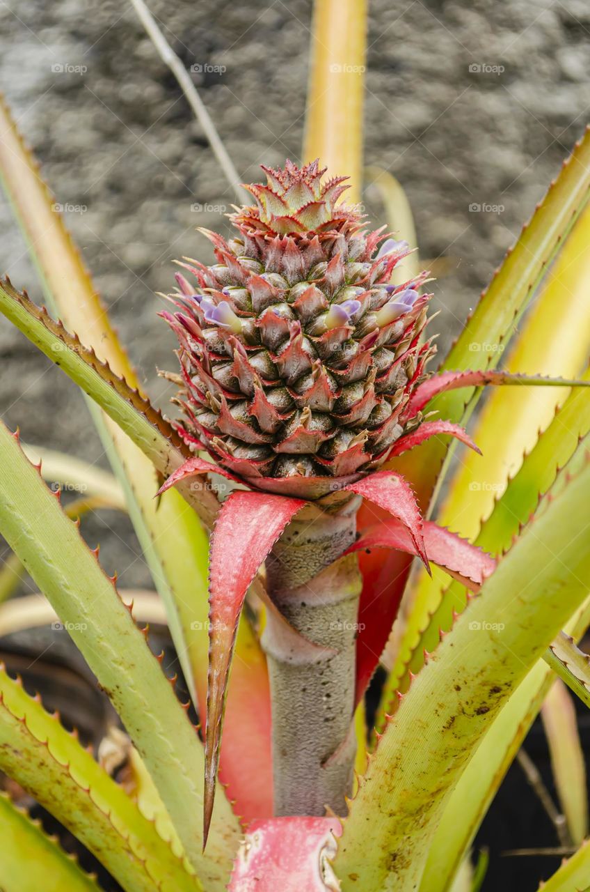 Small Pineapple Fruit