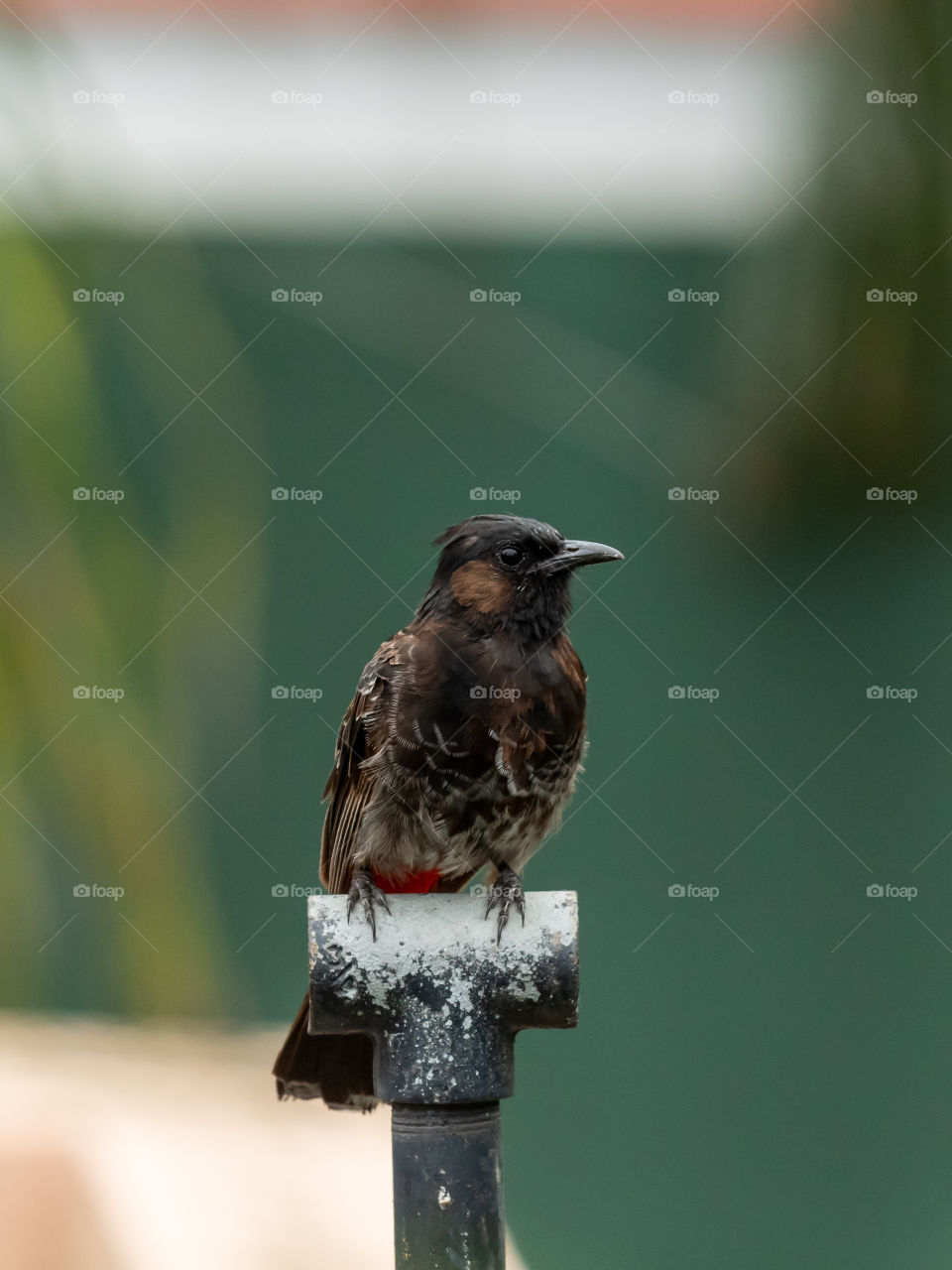 Red-vented Bulbul