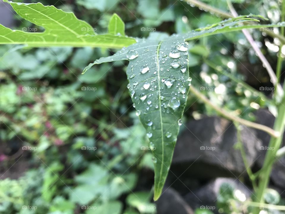 Snow Water On Papaya Leaf