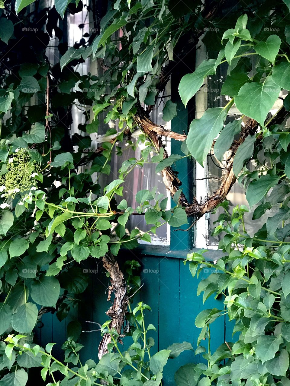 Tree hydrangea. Country house. Window. Hydrangea. Clinging plant. Old house