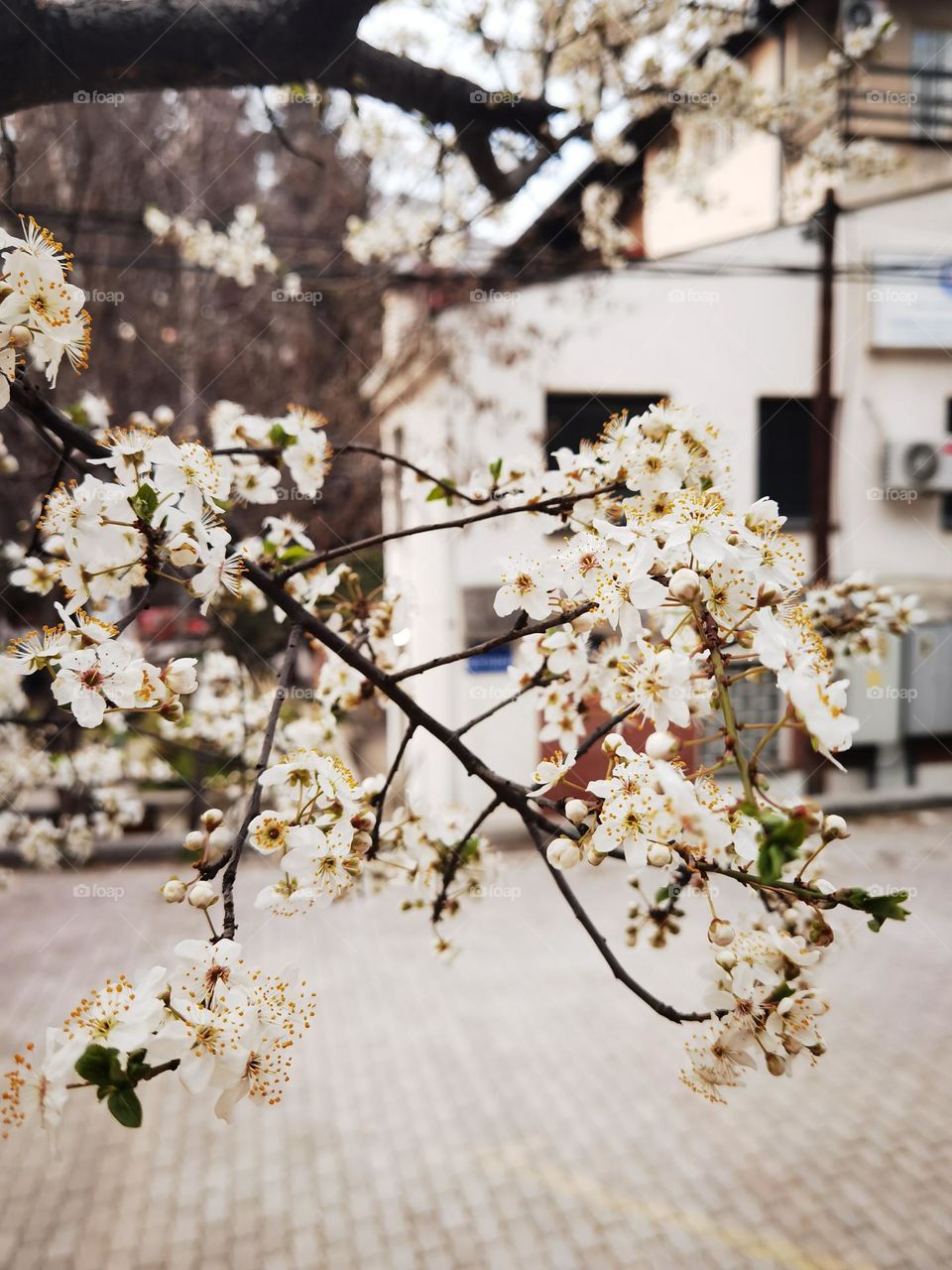 Blooming white spring trees