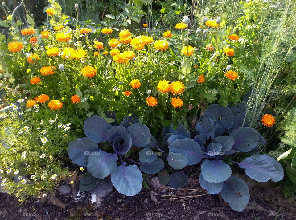 Purple cabbage and marigolds in a garden