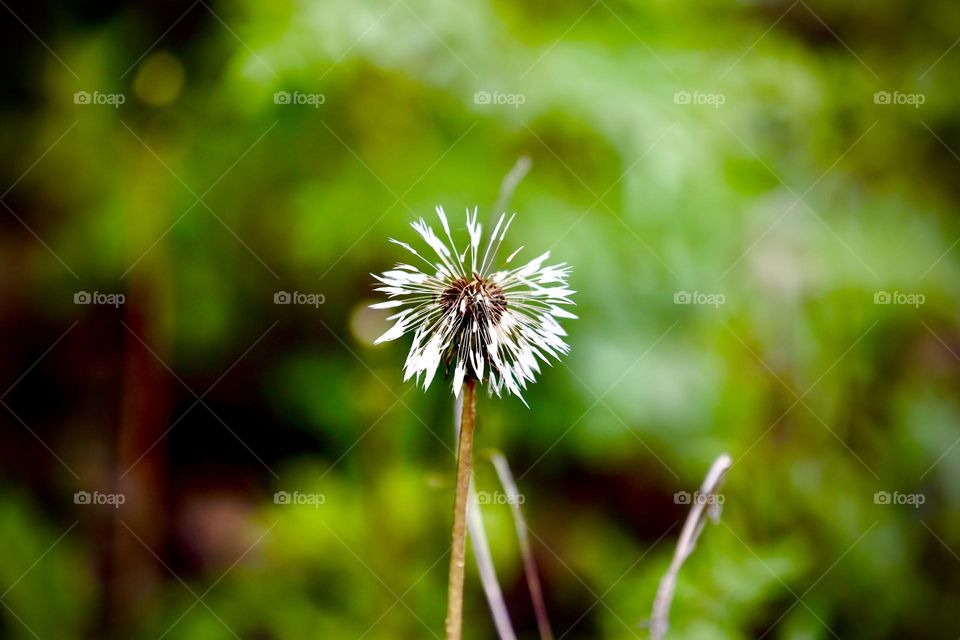 Dandelion