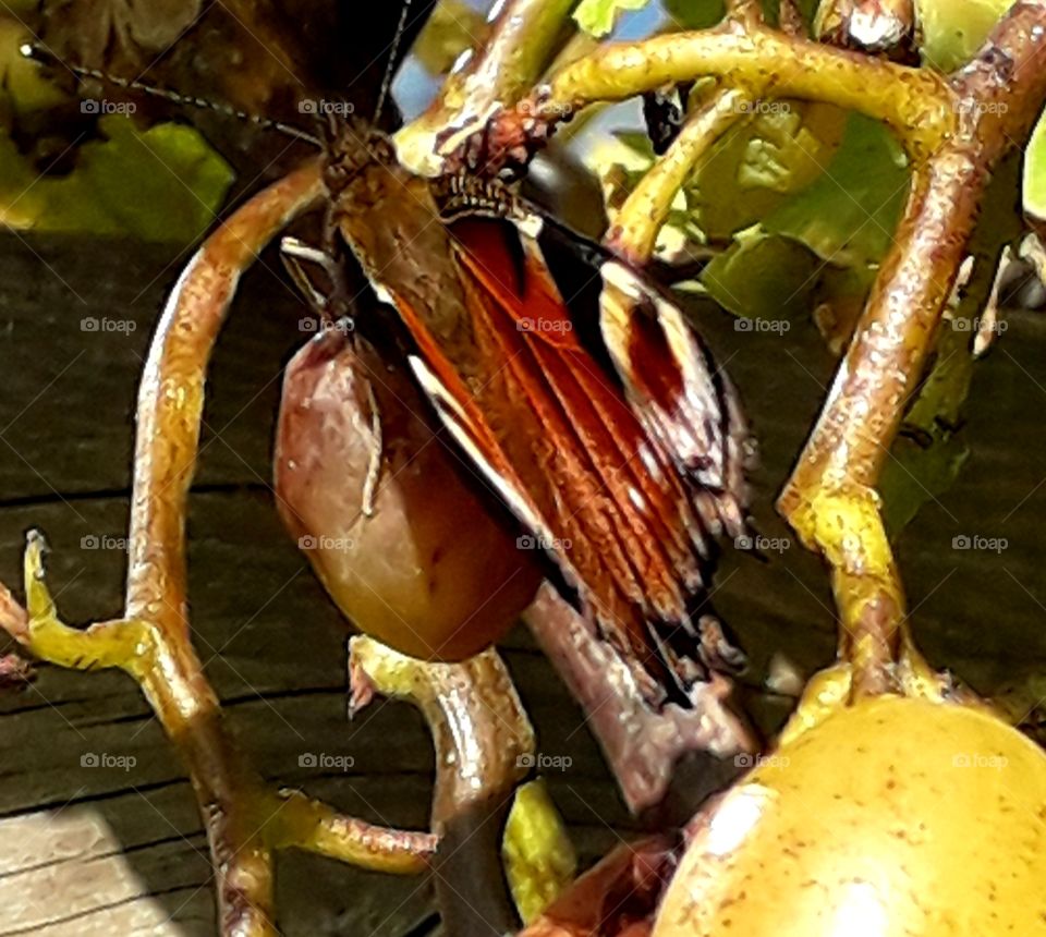 butterfly on grapes during a very windy day starting to unfold wings