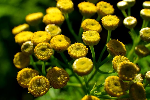 what are these?