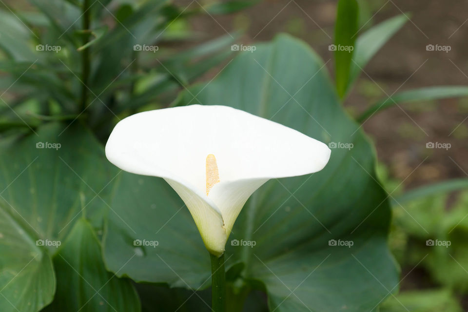 White flower