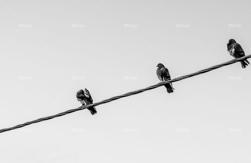 Three birds rest upon wire with clear sky as background