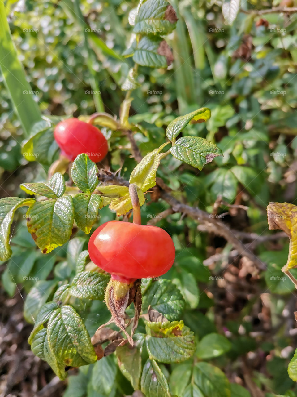 Rose hip