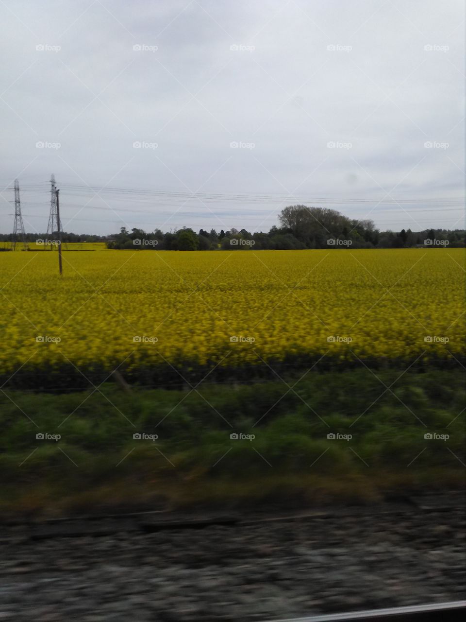fields of yellow bliss.