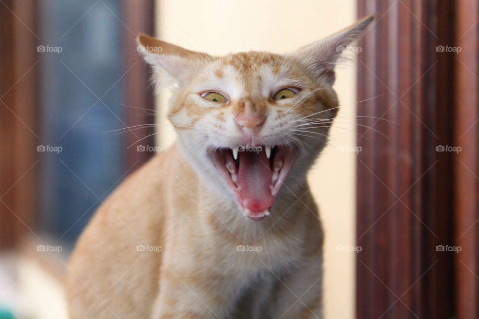 scary yawn of the cat