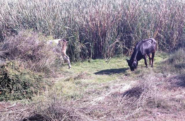 Cow grazing