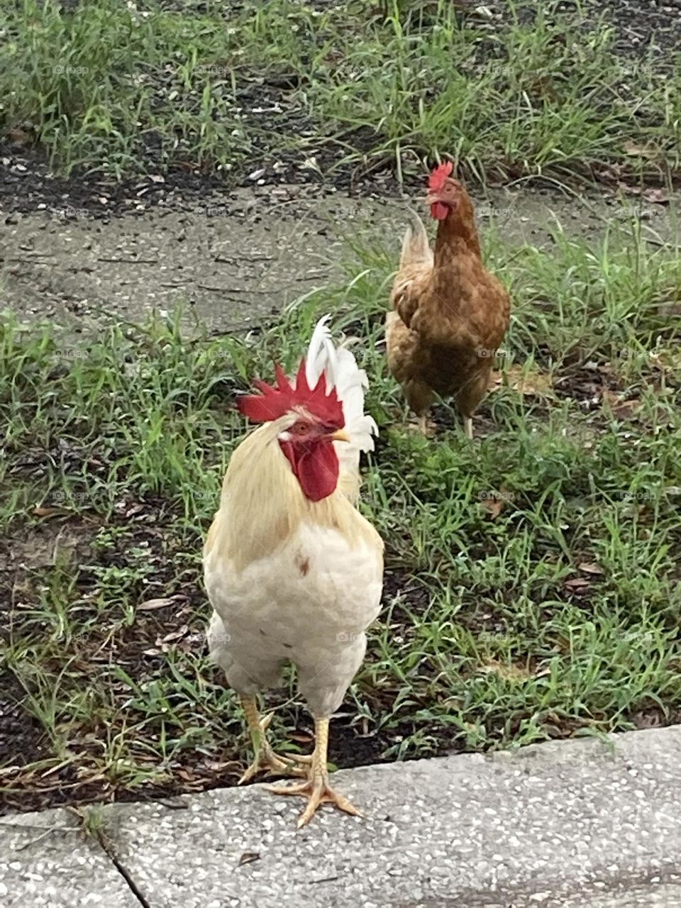 Rooster and chicken 🐔