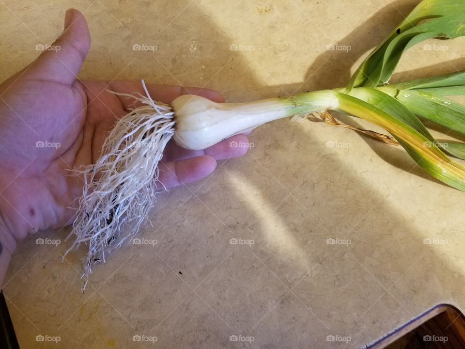 6 month old garlic straight from the garden