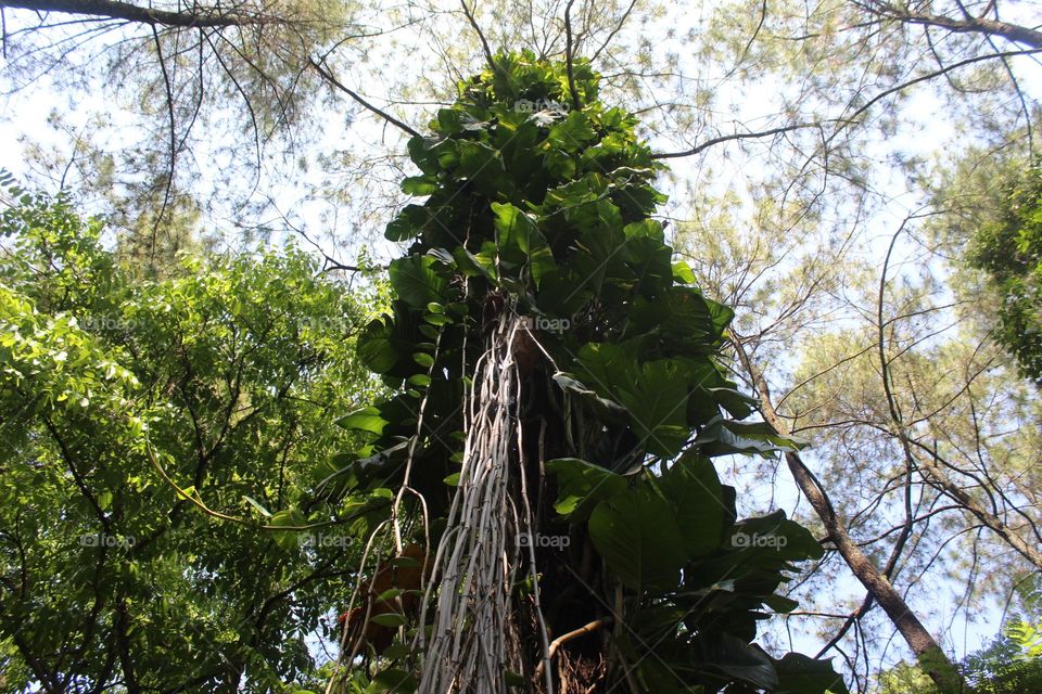 big tree big tree in the forest