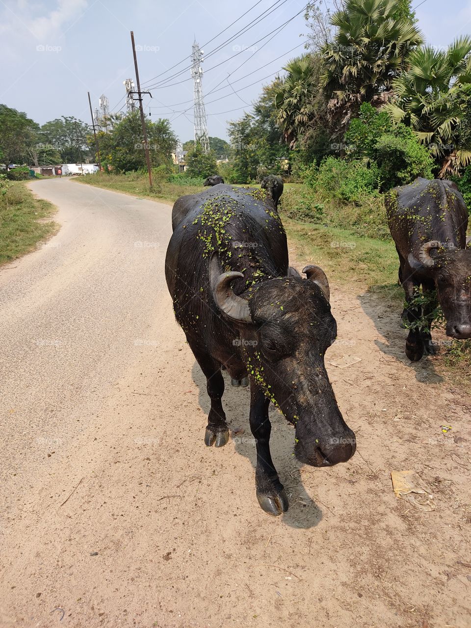 black buffalo going in search of food.
