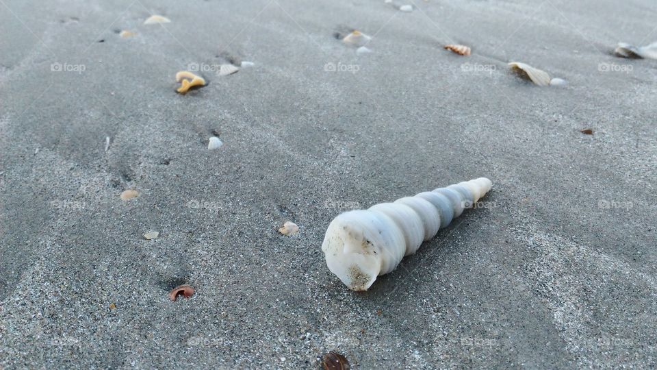 screw shell on the beach