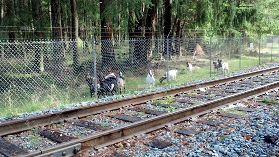 Fort Lewis Goats and Railroad Tracks