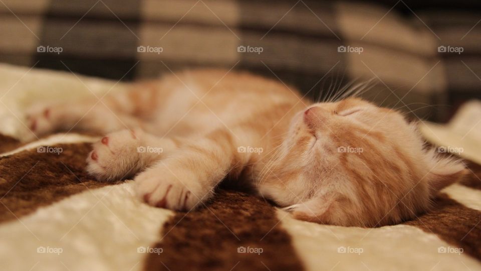 Red kitty sleep 