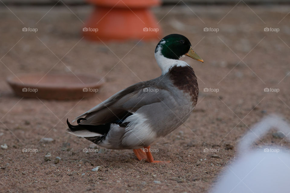 Bird, Duck, No Person, Wildlife, Poultry