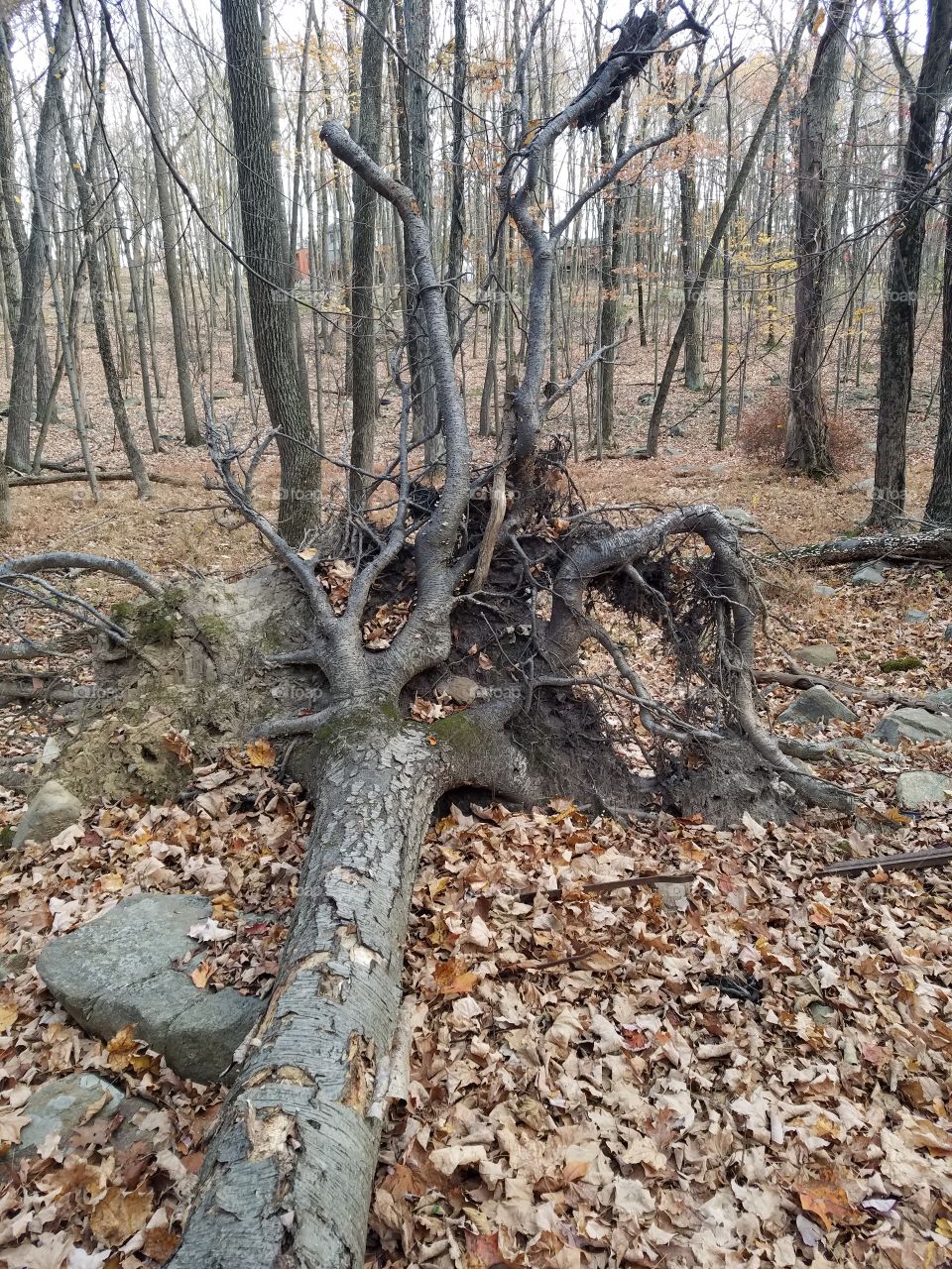 Uprooted tree