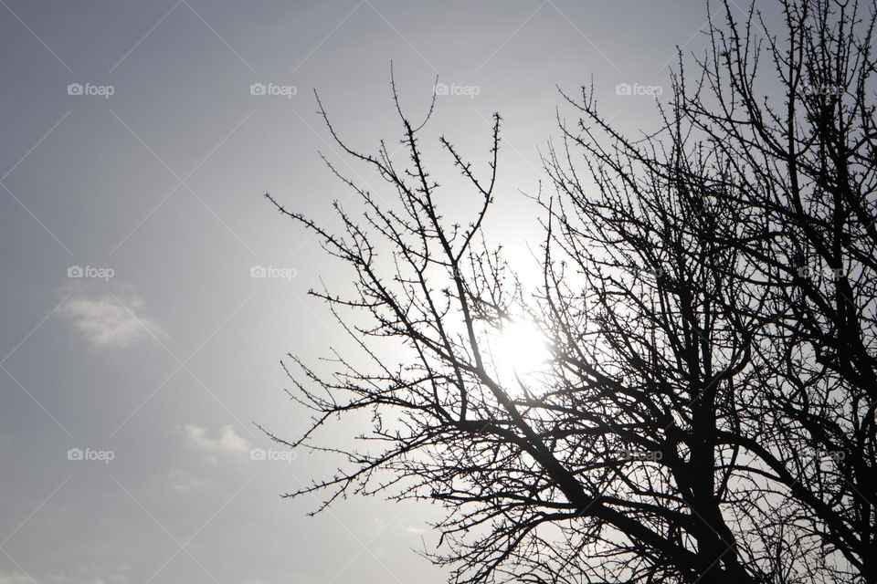 silhouette of tree