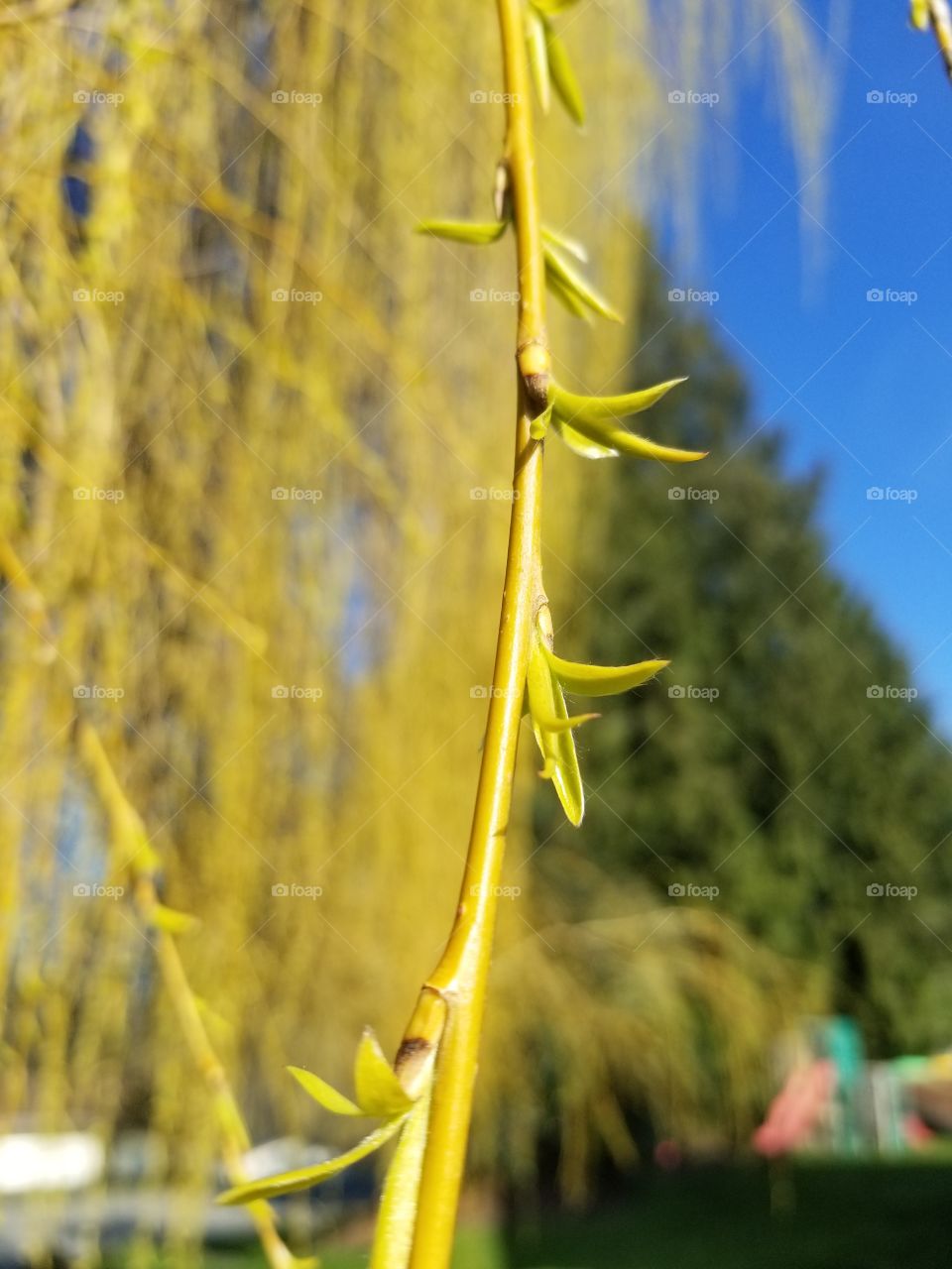 early willow blooms