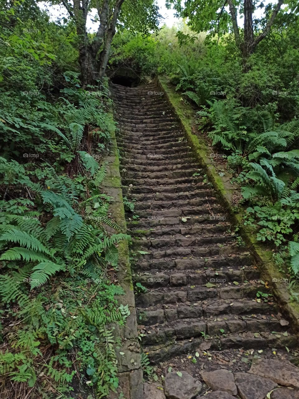 Ancient staircase /древняя лестница в папоратниках