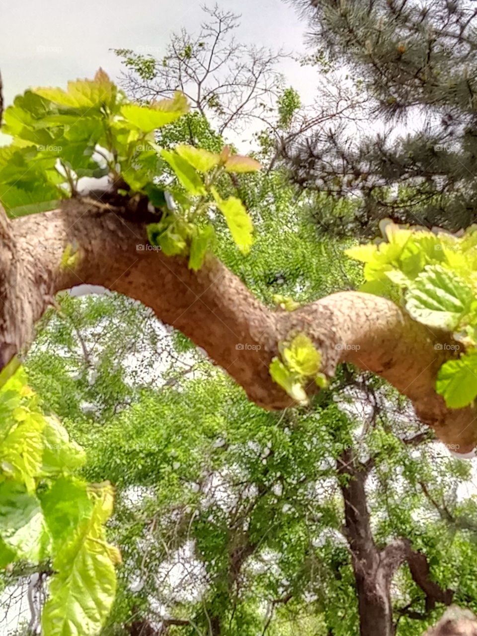 Nature, Tree, Leaf, Flora, Growth