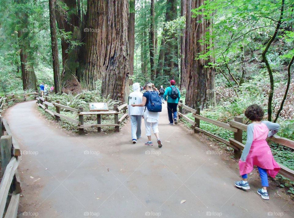 Family walking in sequoia park