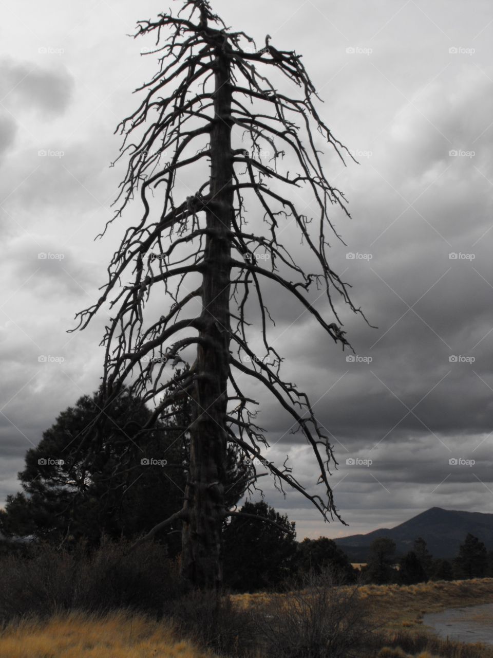 Dead tree Flagstaff Arizona 