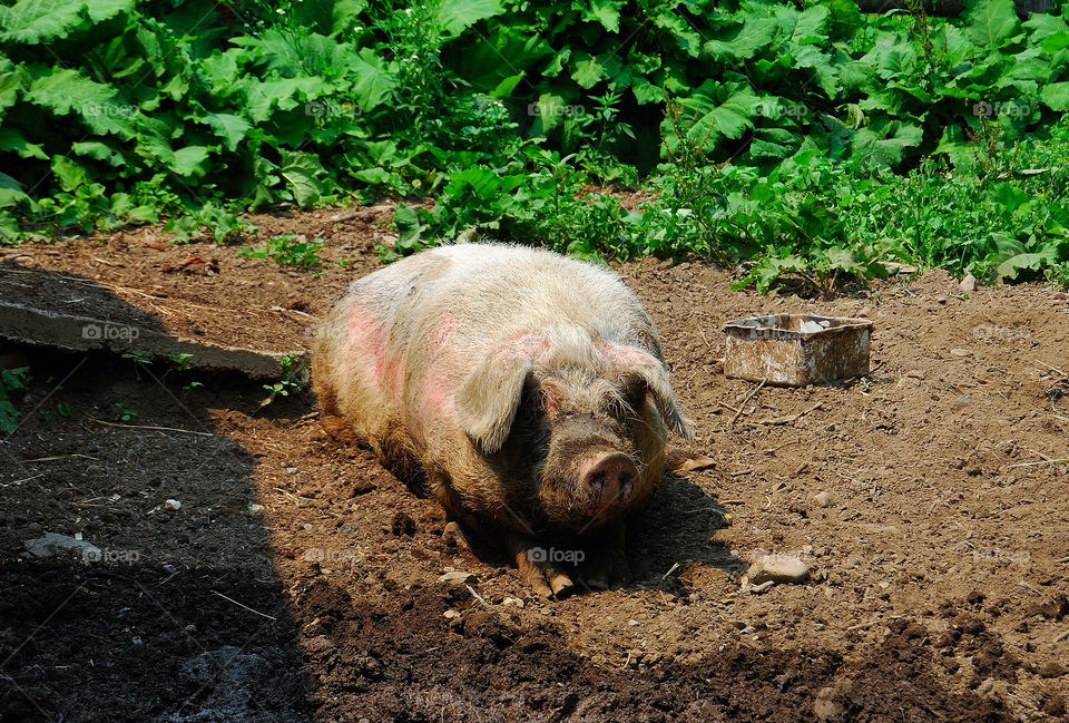 mammals pig animals farm by delvec