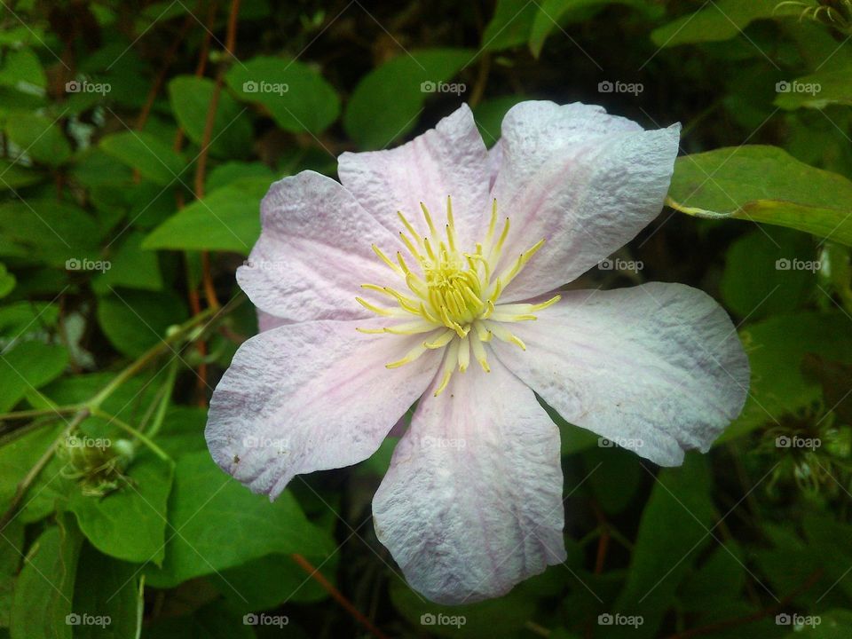 Closeup of a nice flower in our garden.