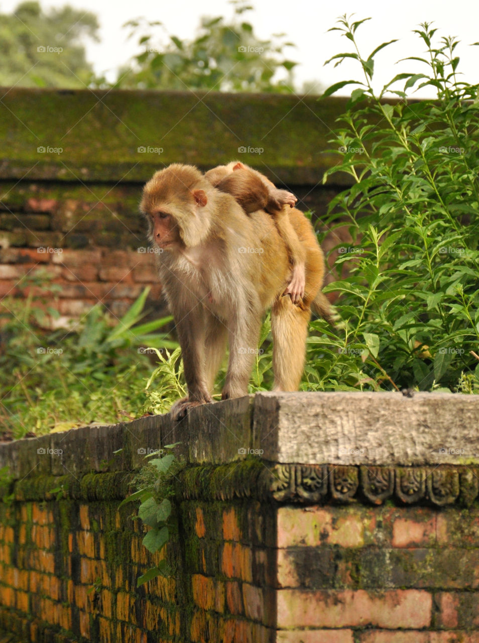 monkey family in Nepalese temple