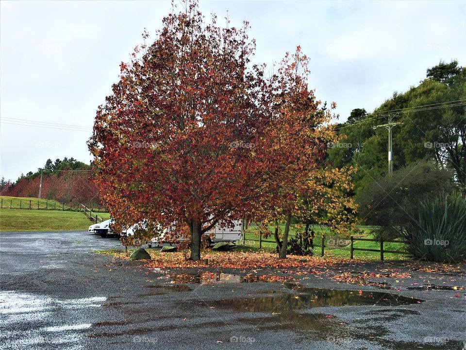 After rain in autumn