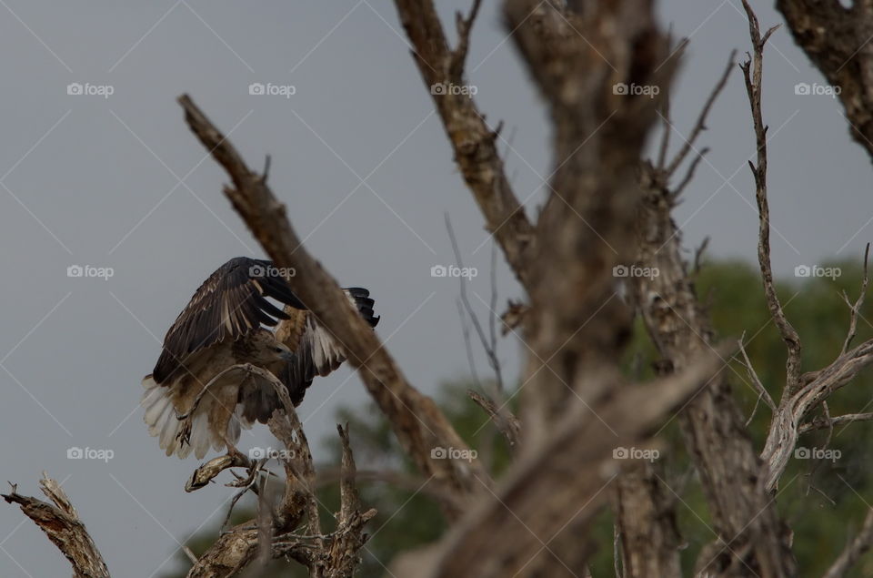 white breast sea eagle landing with a fish for dinner