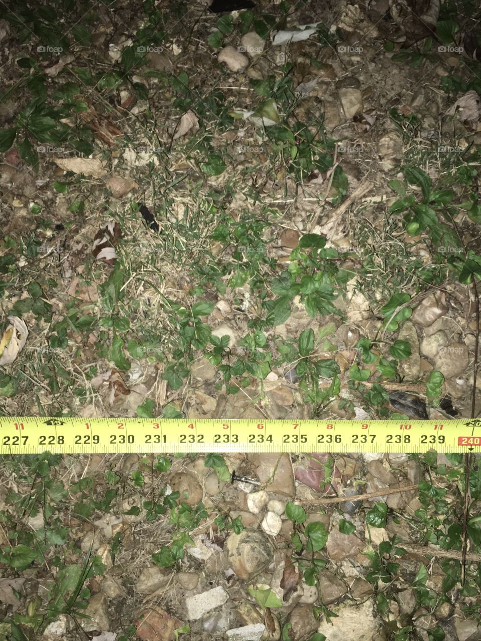 Measuring tape, grass, green, measurement, tape measure, numbers, inches, 229 inches, 227, 228, 229 230, 231, 232, 233, 234, 235, 236, 237, 238, 239, 240, “, yellow