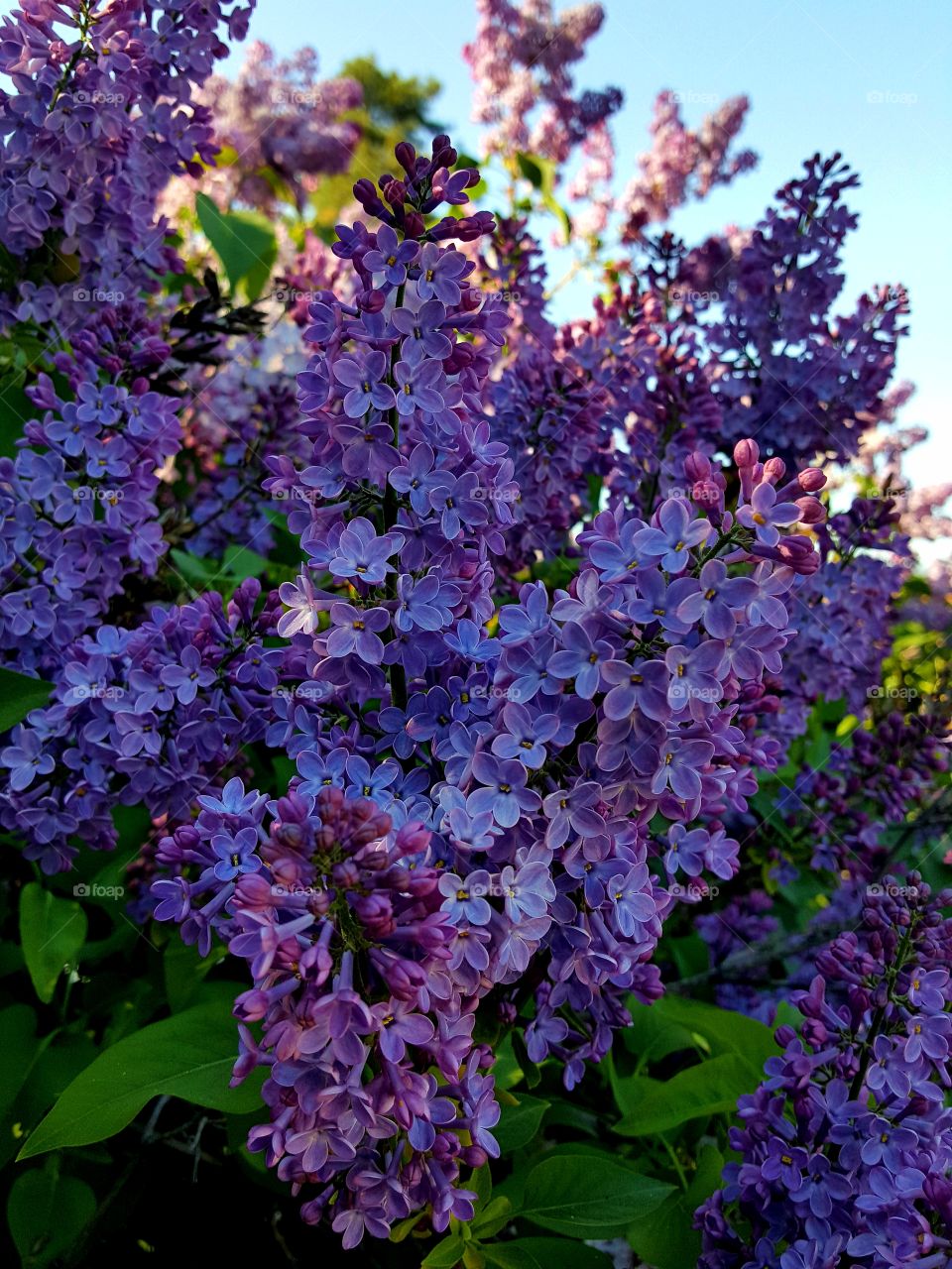 Sweetest Scents Of Lilac ,
Fill My Lungs With Joy 🌸

📍British Columbia, Canada