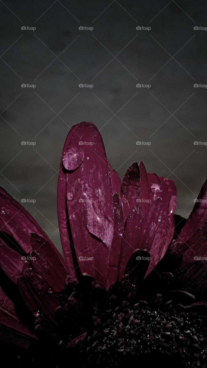 # flower picture# flower photo